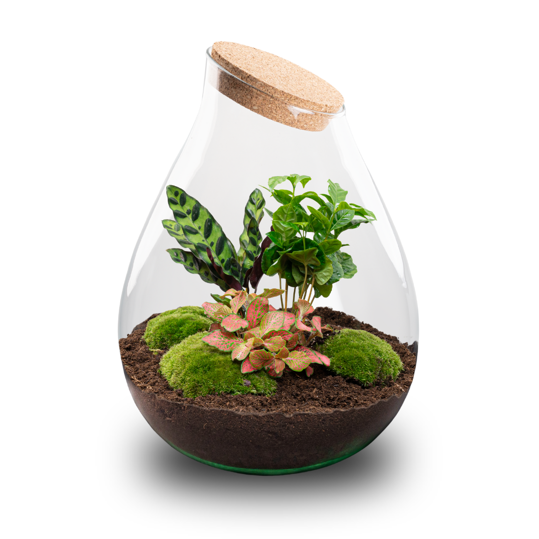 Drop XXL Red - Terrarium with cork - Bottle garden DIY kit - Ø 34 cm ↑ 43 cm