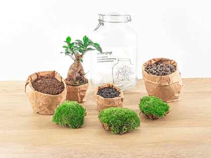 Jar Terrarium Kit - Calathea Lancifolia - Bottle Garden - ↑ 28 cm