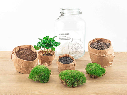 Jar Terrarium Kit - Calathea Lancifolia - Bottle Garden - ↑ 28 cm