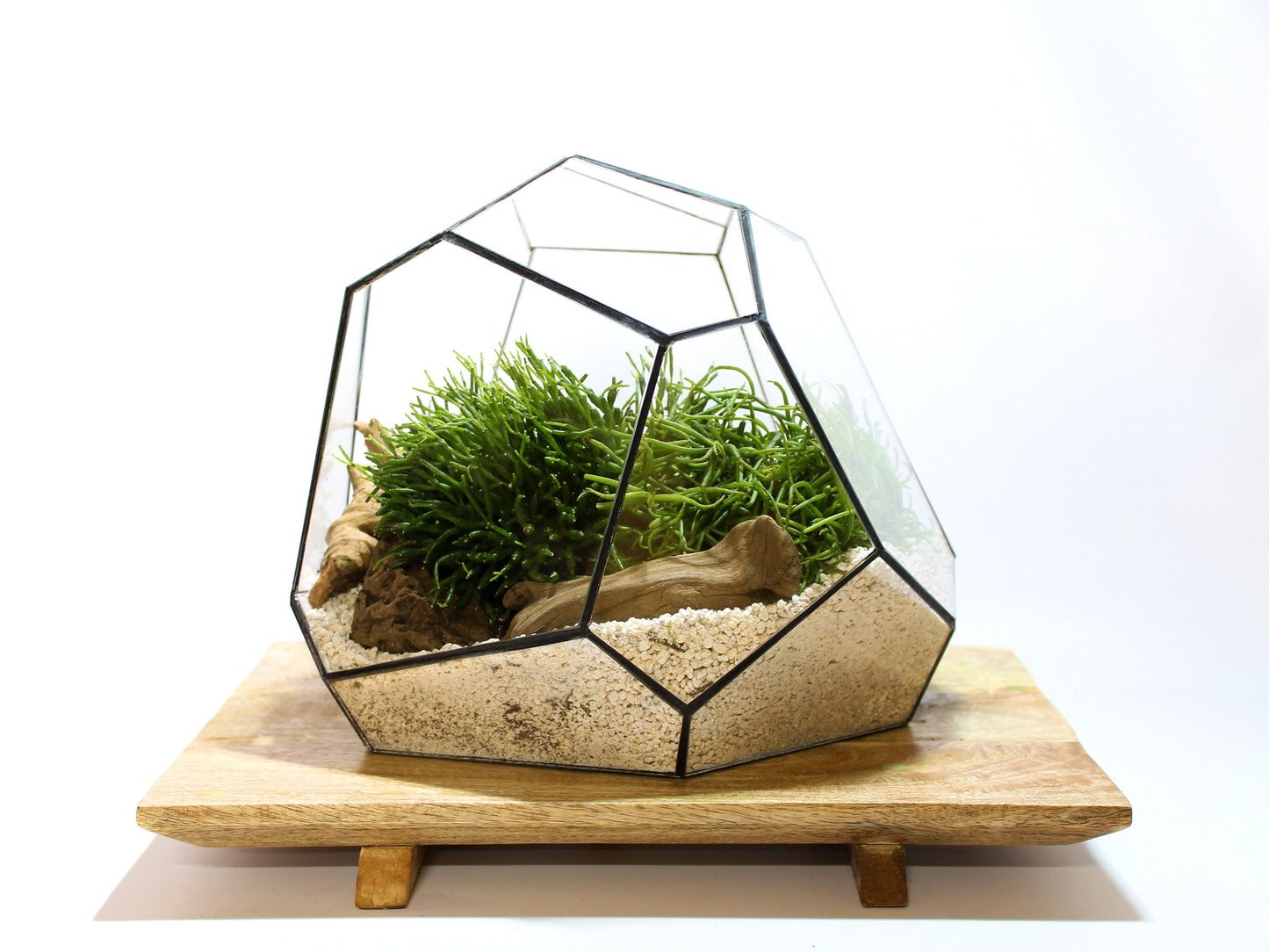 Geometric Terrarium - Torno - Vivarium - ↑ 28 x 26 x 24 cm (LxWxH) - Glass | Florazo