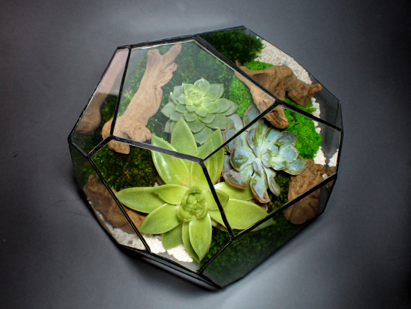 Geometric Terrarium - Torno - Vivarium - ↑ 28 x 26 x 24 cm (LxWxH) - Glass | Florazo