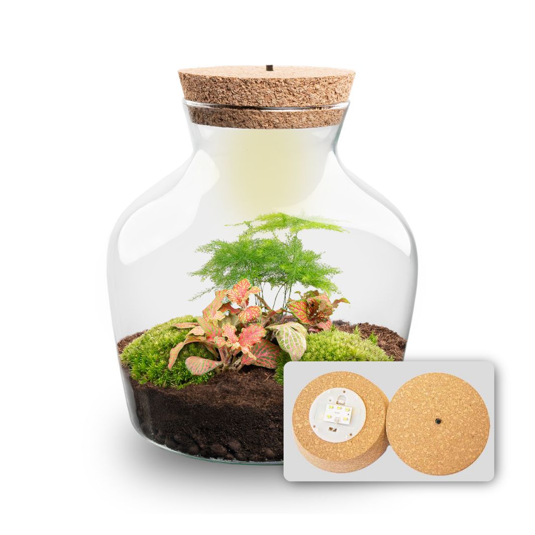 Terrarium DIY Kit with LED lightning - Little Joe - Bottle Garden - ↑ 21.5 cm