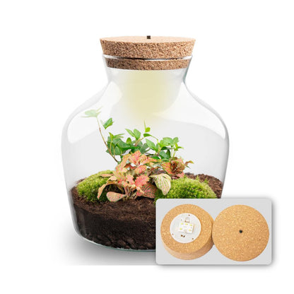 DIY Florazo NL terrarium kit with LED lighting in a glass bottle, showcasing a miniature plant arrangement and built-in light source.