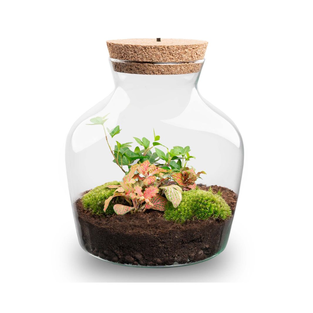 Terrarium DIY Kit with LED lightning - Little Joe - Bottle Garden - ↑ 21.5 cm