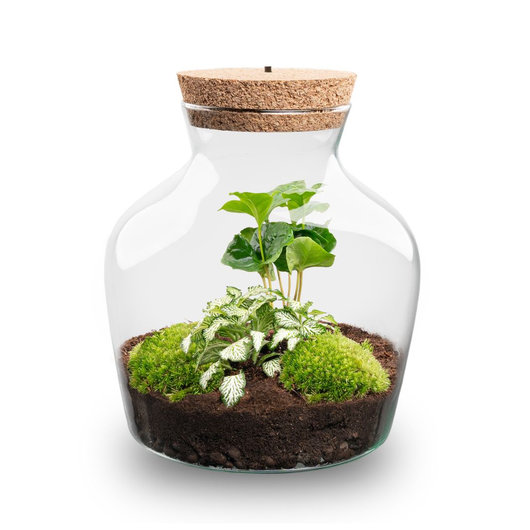 Terrarium DIY Kit with LED lightning - Little Joe - Bottle Garden - ↑ 21.5 cm