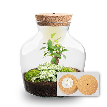 Florazo NL DIY terrarium kit with LED lighting, featuring a glass jar filled with plants and decorative elements.