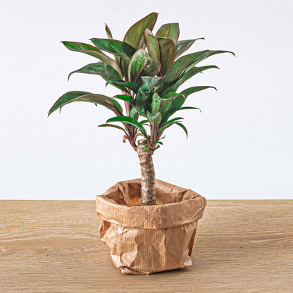 Purple compact Cordyline fruticosa mini-palm houseplant by Florazo NL, showcasing vibrant purple foliage and lush green leaves.
