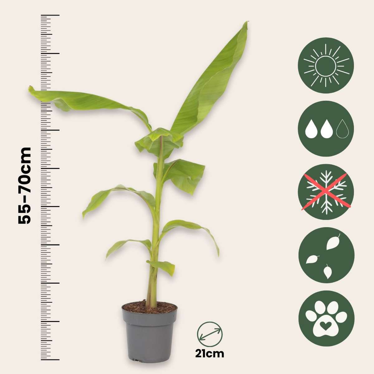 Musa Basjoo - Set van 2 - Bananenplant