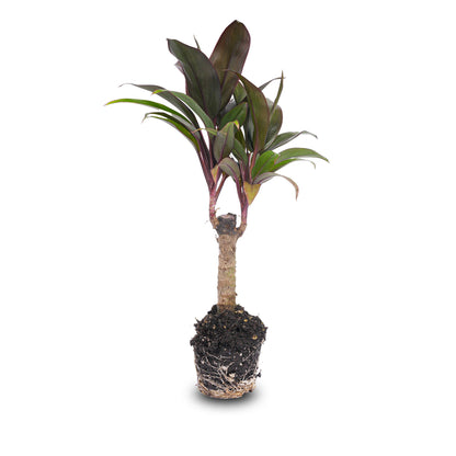 Small Florazo NL mini-palm houseplant with lush green fronds, perfect for indoor decoration.