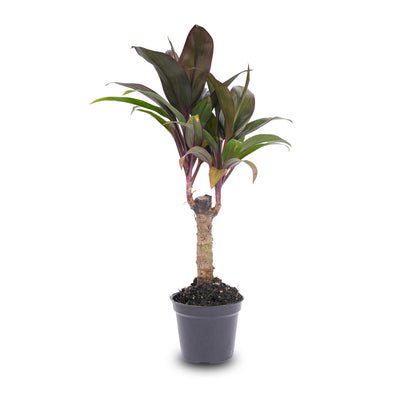 Small potted mini-palm houseplant by Florazo NL in a decorative pot, perfect for indoor home or office decor.