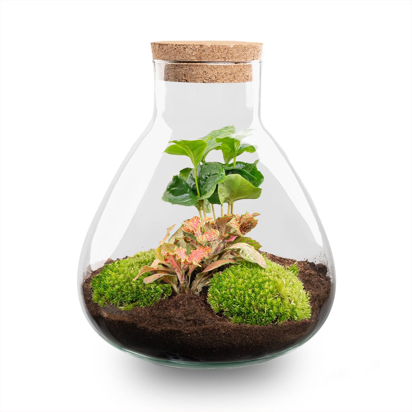 Terrarium DIY Kit - Sammie - Bottle Garden - ↑ 27 cm