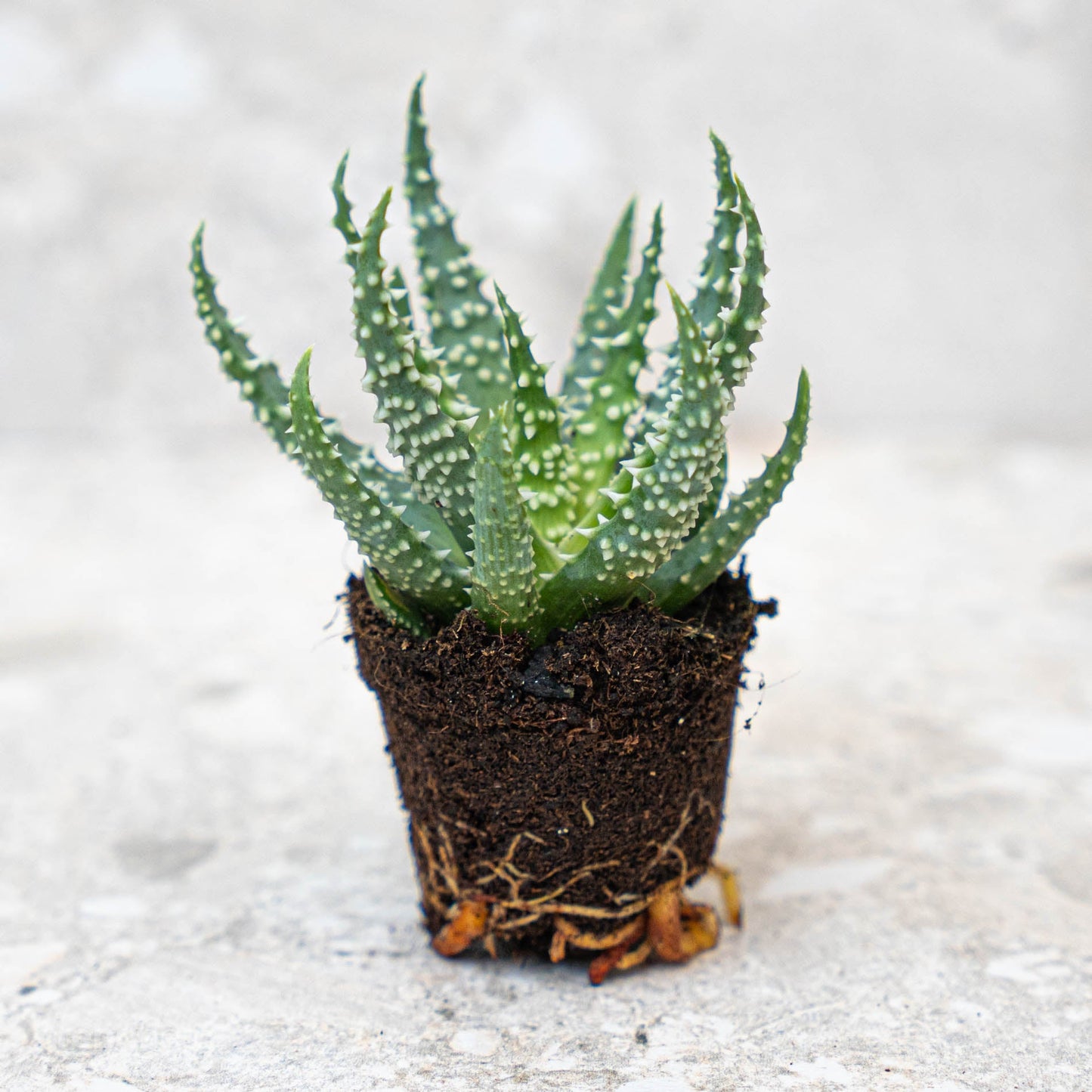 Aloe Humilis potsize 5.5 cm