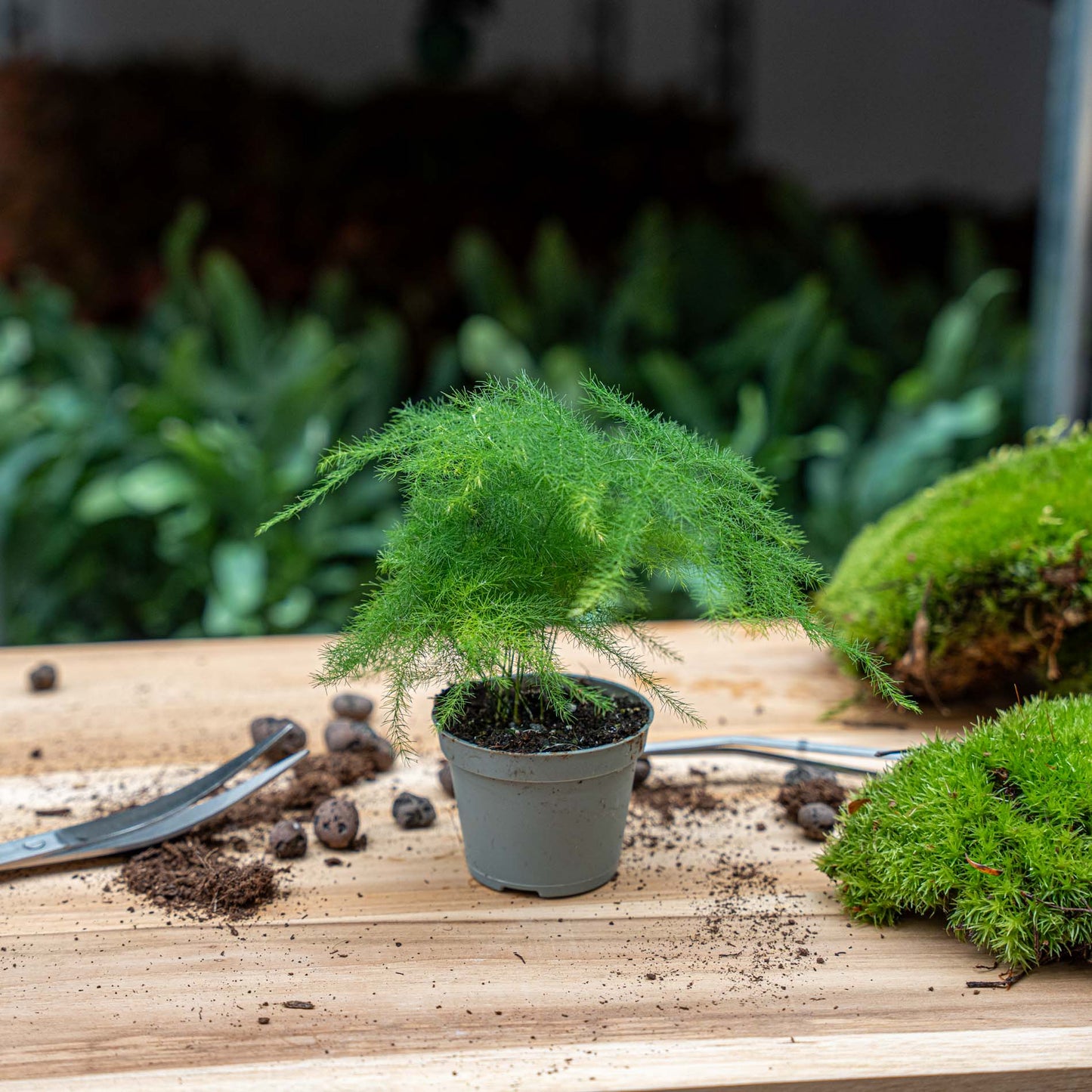 Asparagus - Potsize 6 cm - 15-20 cm high