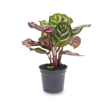 Calathea Makoyana, also known as Peacock plant, in a pot, showcasing vibrant green and patterned leaves, ideal for terrarium decor.