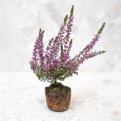 Calluna vulgaris - Callu Nova - Mini