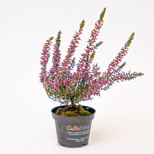 Calluna vulgaris - Callu Nova - Mini