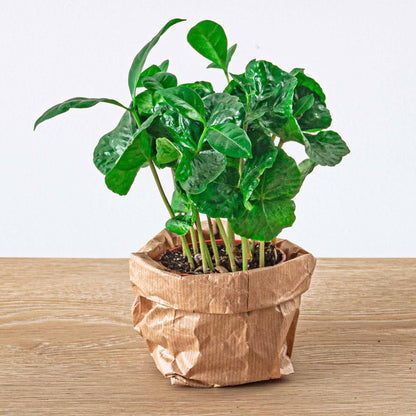 Mini Coffea Arabica coffee plant in a terrarium, showcasing lush green leaves and compact growth, by Florazo NL.