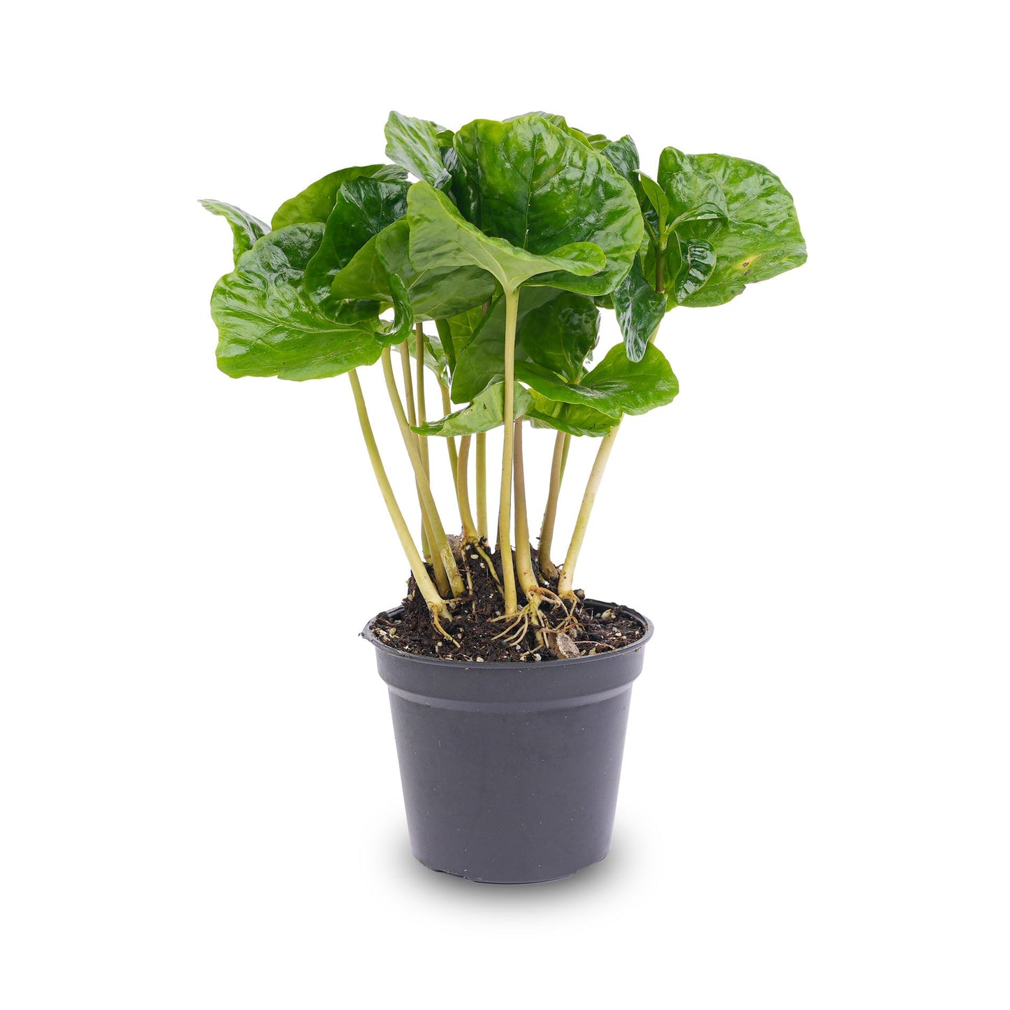 Mini plant set 6 - Includes 6x pot Boule anthracite