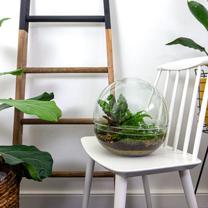 Round DIY terrarium kit with glass dome, including soil, plants, and decorative elements for creating a miniature ecosystem.