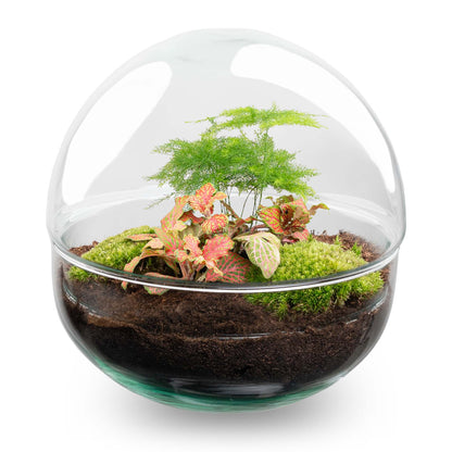 Glass dome terrarium kit with Fittonia and asparagus plants, perfect for DIY floral arrangements by Florazo NL.