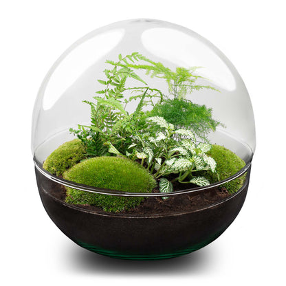 Glass dome terrarium with green plants, DIY Florazo NL terrarium kit for creating a stylish mini garden.