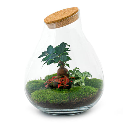 Terrarium DIY Kit - Drop XXL Bonsai - Bottle Garden - ↑ 43 cm