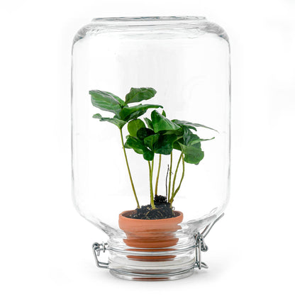 DIY Terrarium Kit with coffee plant from Florazo NL, featuring a small glass container with soil, rocks, and a coffee Arabica plant.