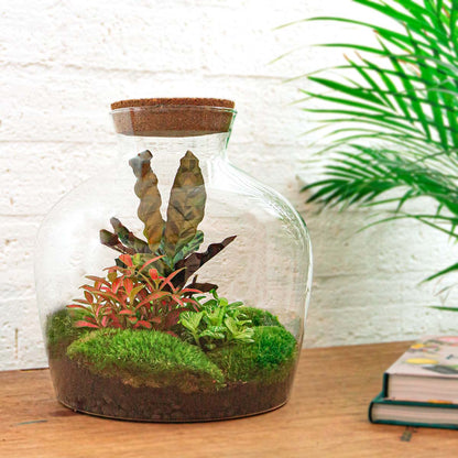 Florazo NL DIY terrarium kit featuring a red glass container with plants and decorative elements for creating a stylish mini garden.