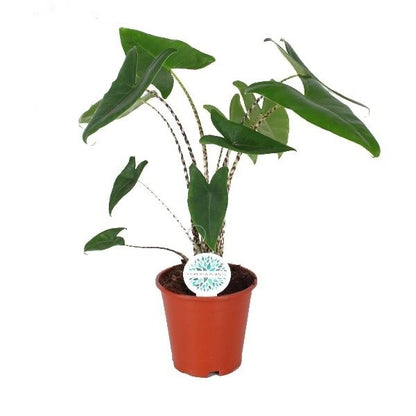 MM-FORE66 - 0