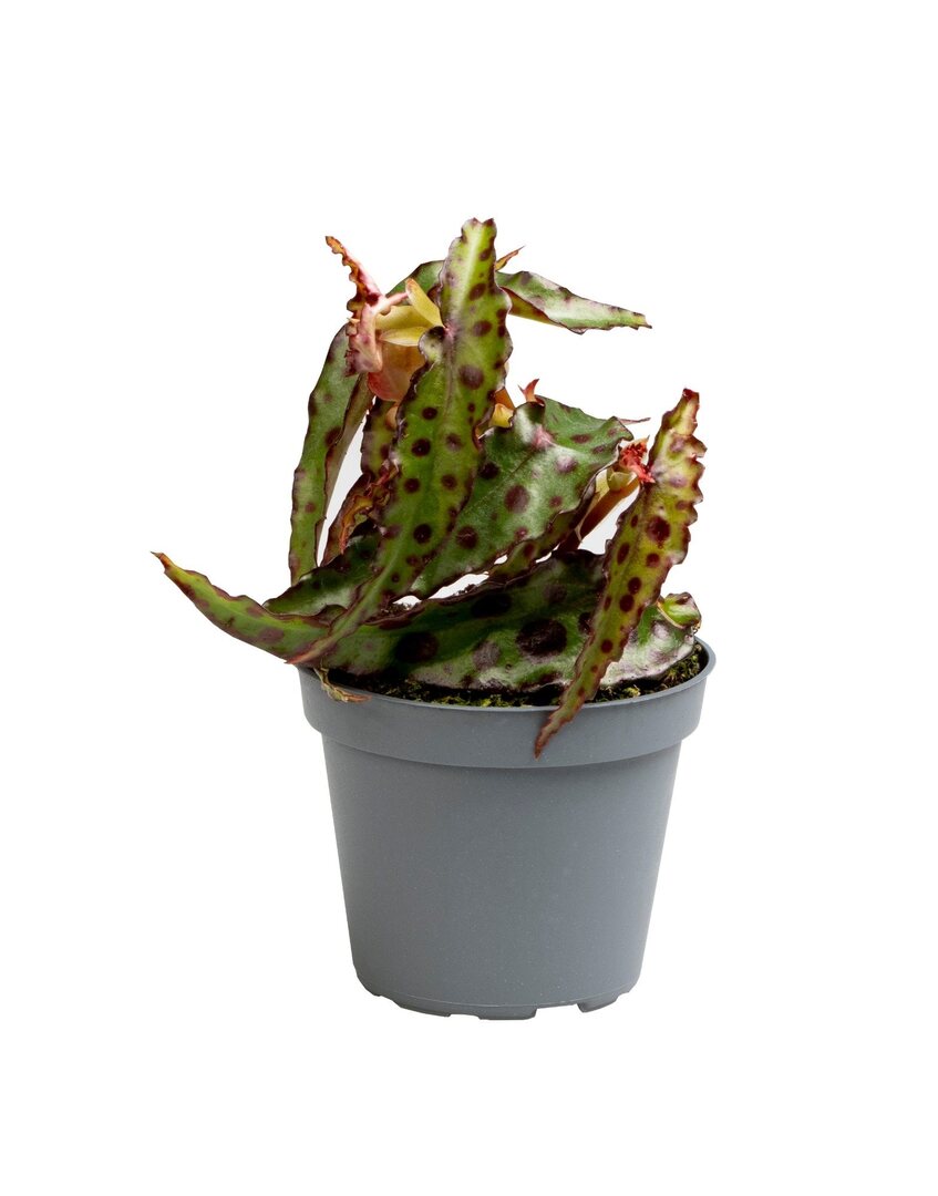 MM-LUN77 - 0