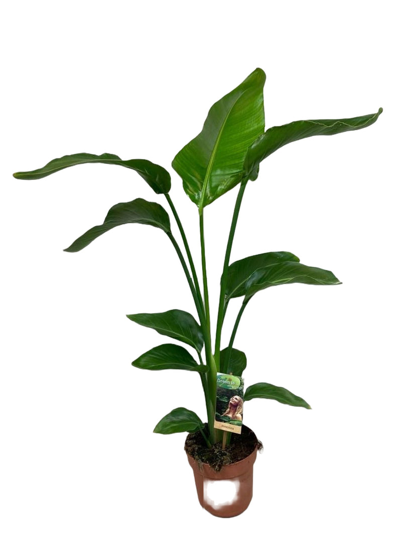 MM-Vireo65 - 0