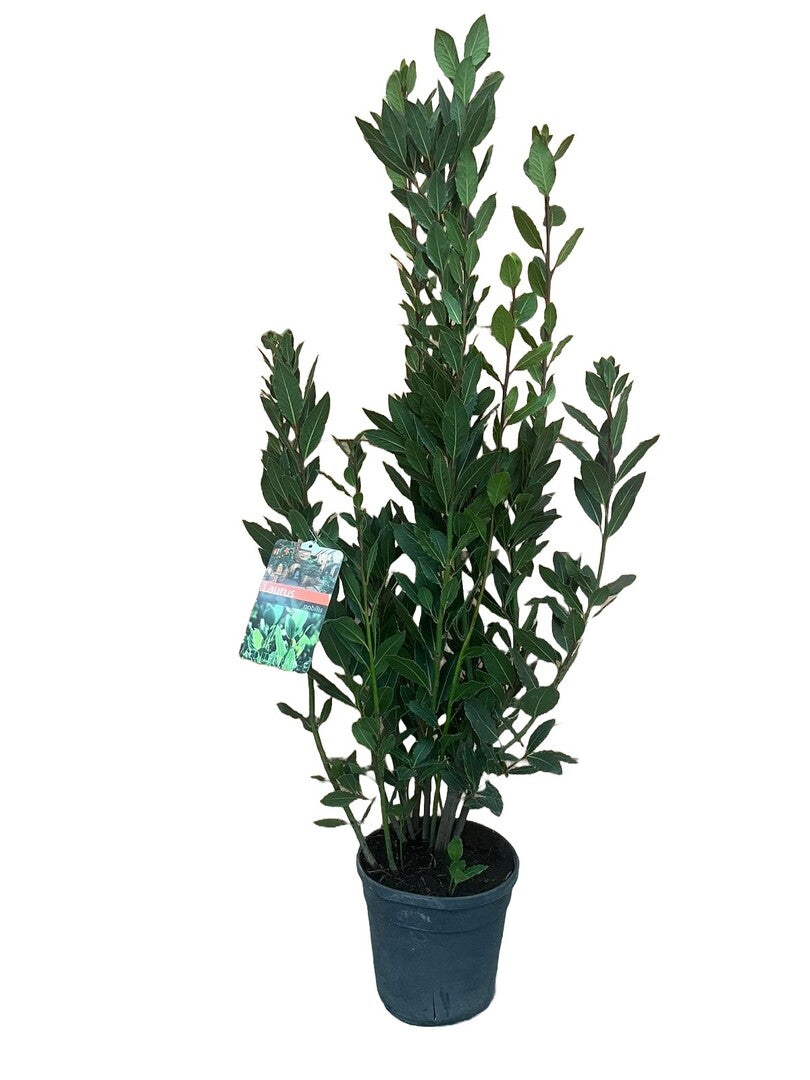 MM-LUIT009 - 0