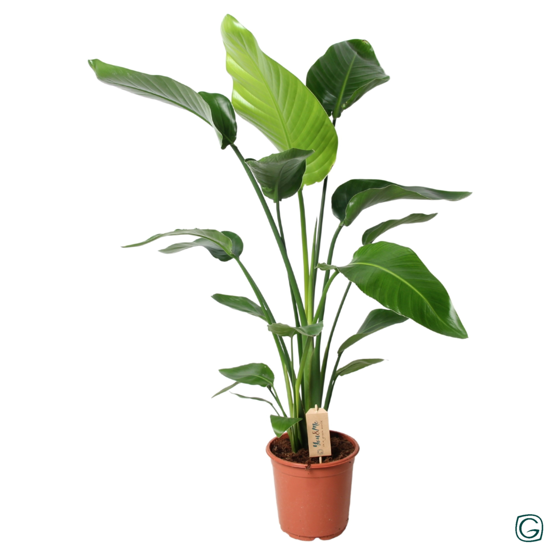 MM-MEC-0167 - 0