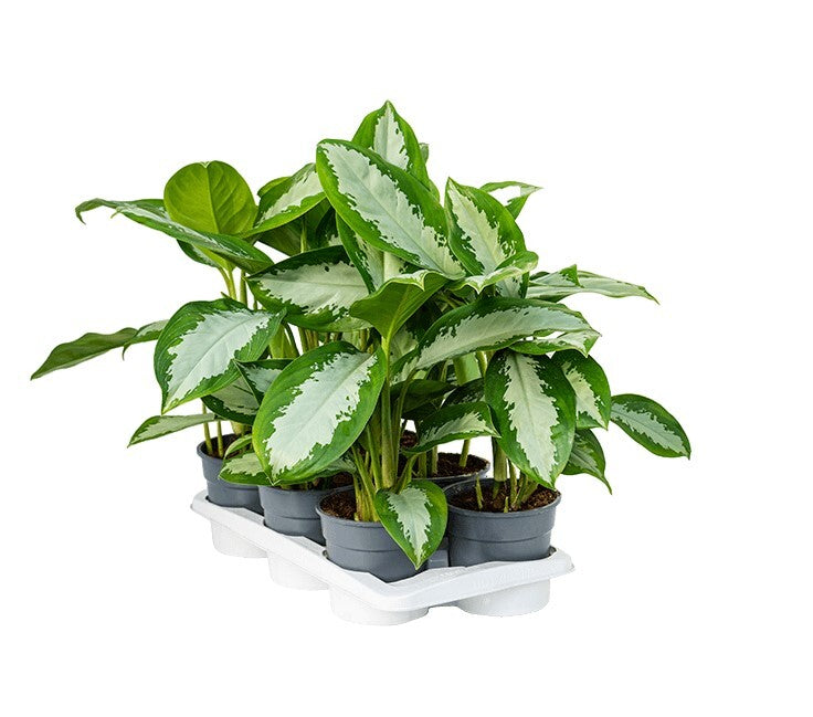 MM-MEC-0274 - 1