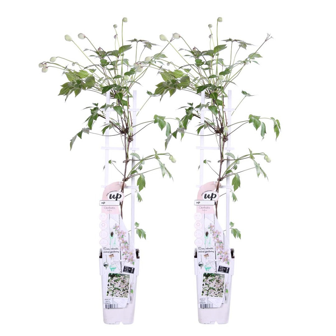 MM-MEC-0812 - 0