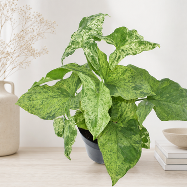 Syngonium Mottled - Kamerplant | Florazo