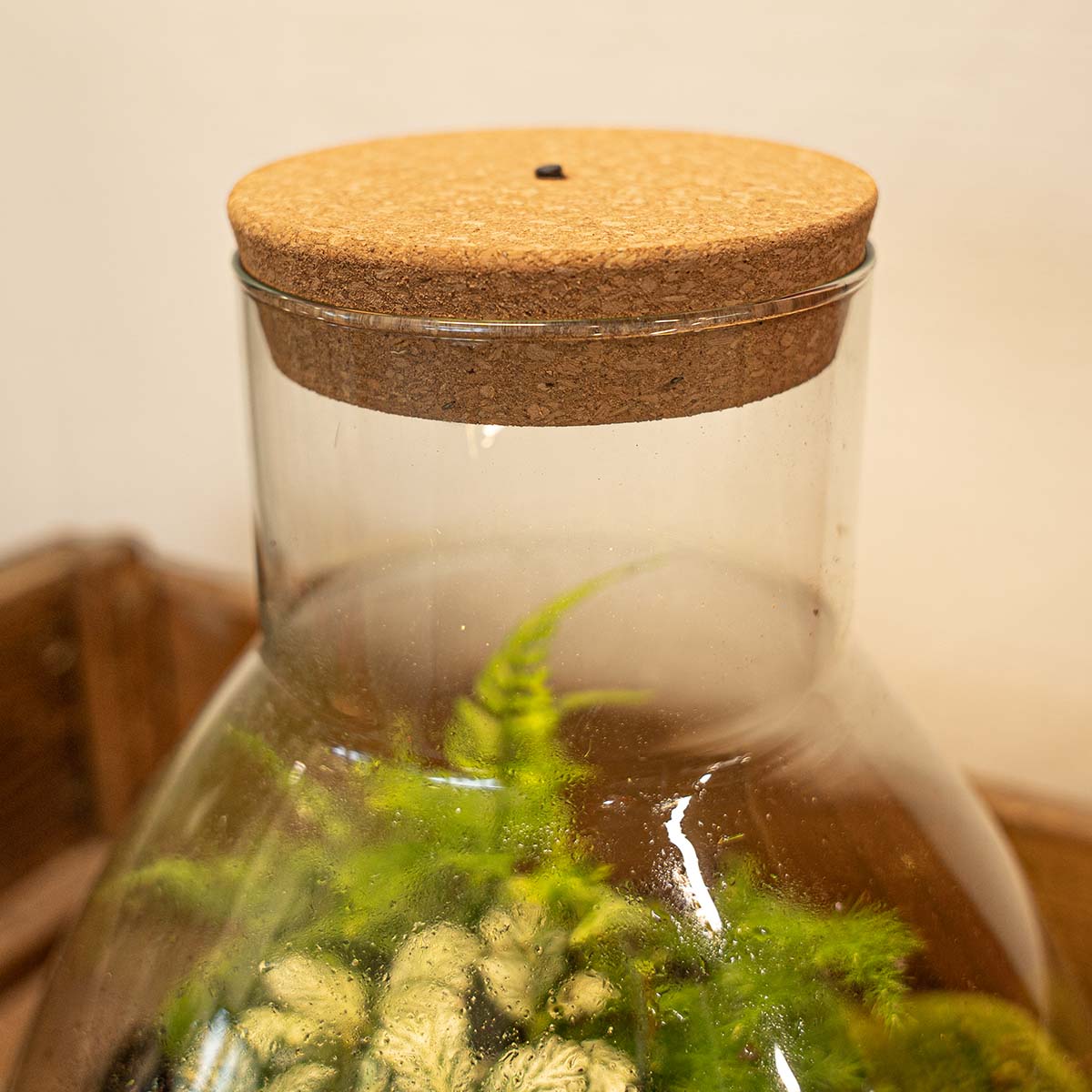 Cork with led - Terrarium cork with light -  3 sizes available