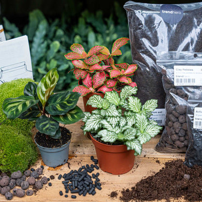 Makoyana plant terrarium package in a glass bottle with red, white, and green plants, by Florazo NL.