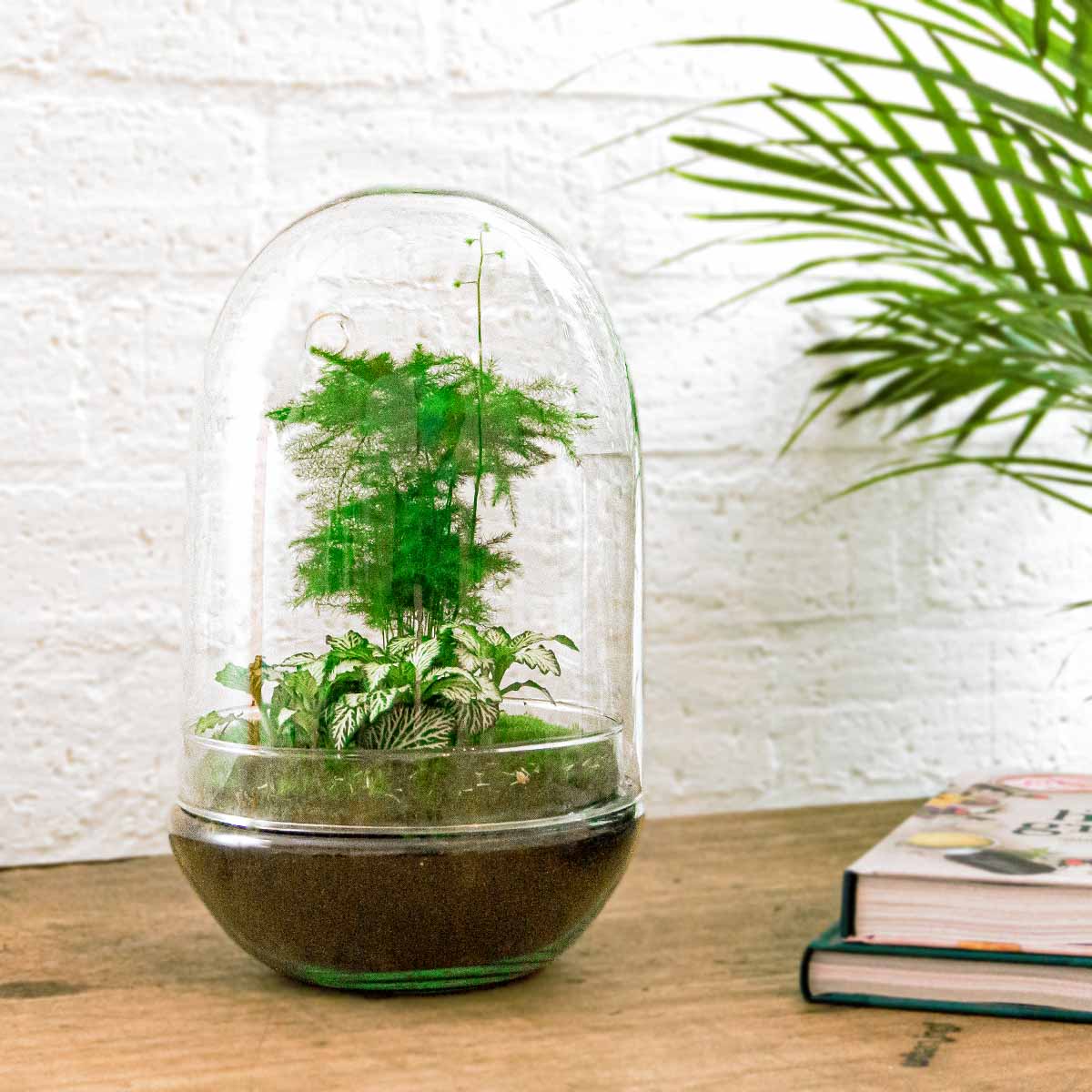 Terrarium DIY Kit - Egg XL - Bottle Garden - ↑ 30 cm