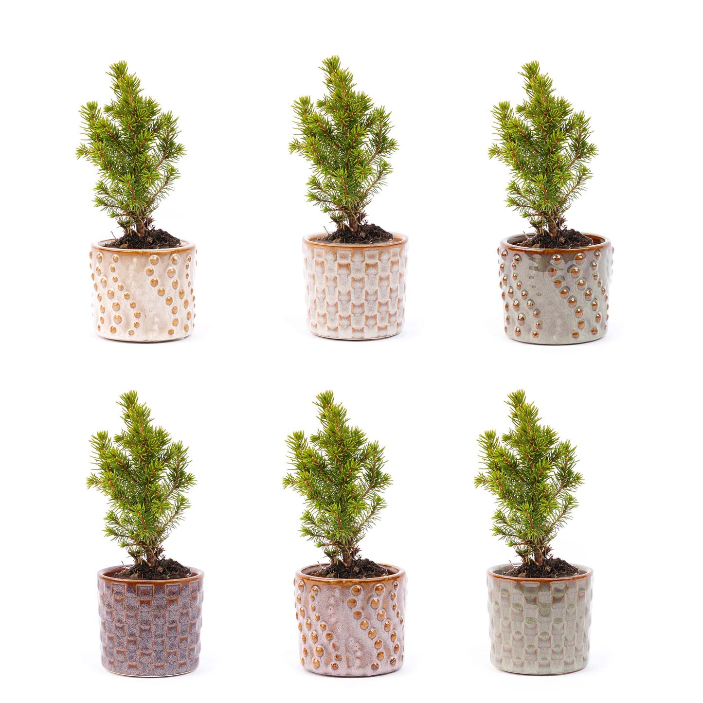 Mini Christmas tree set 6 - Includes pot set Madrid