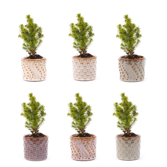 Mini Christmas tree set 6 - Includes pot set Madrid