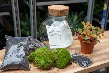Terrarium DIY Kit - Noah - DIY kit - ↑ 20 cm