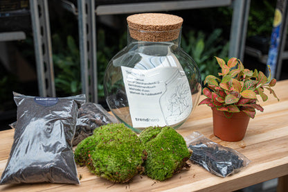 Terrarium DIY Kit - Noah - DIY kit - ↑ 20 cm