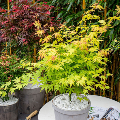 Acer palmatum 'Orange Lace' - Set van 2 - Esdoorn