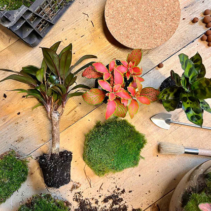 DIY terrarium kit featuring a Milky Palm for bottle garden displays, with glass bottle and lush greenery from Florazo NL.