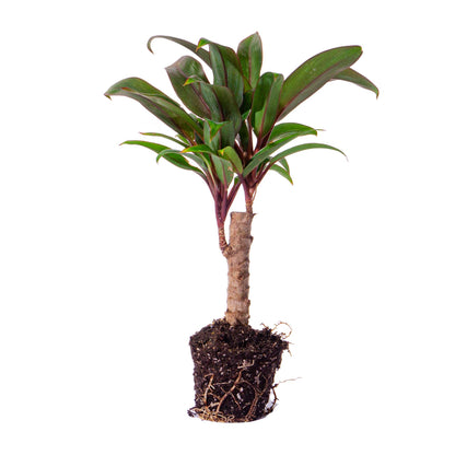 Small Florazo NL mini palm terrarium houseplant with lush green fronds in a clear glass container.