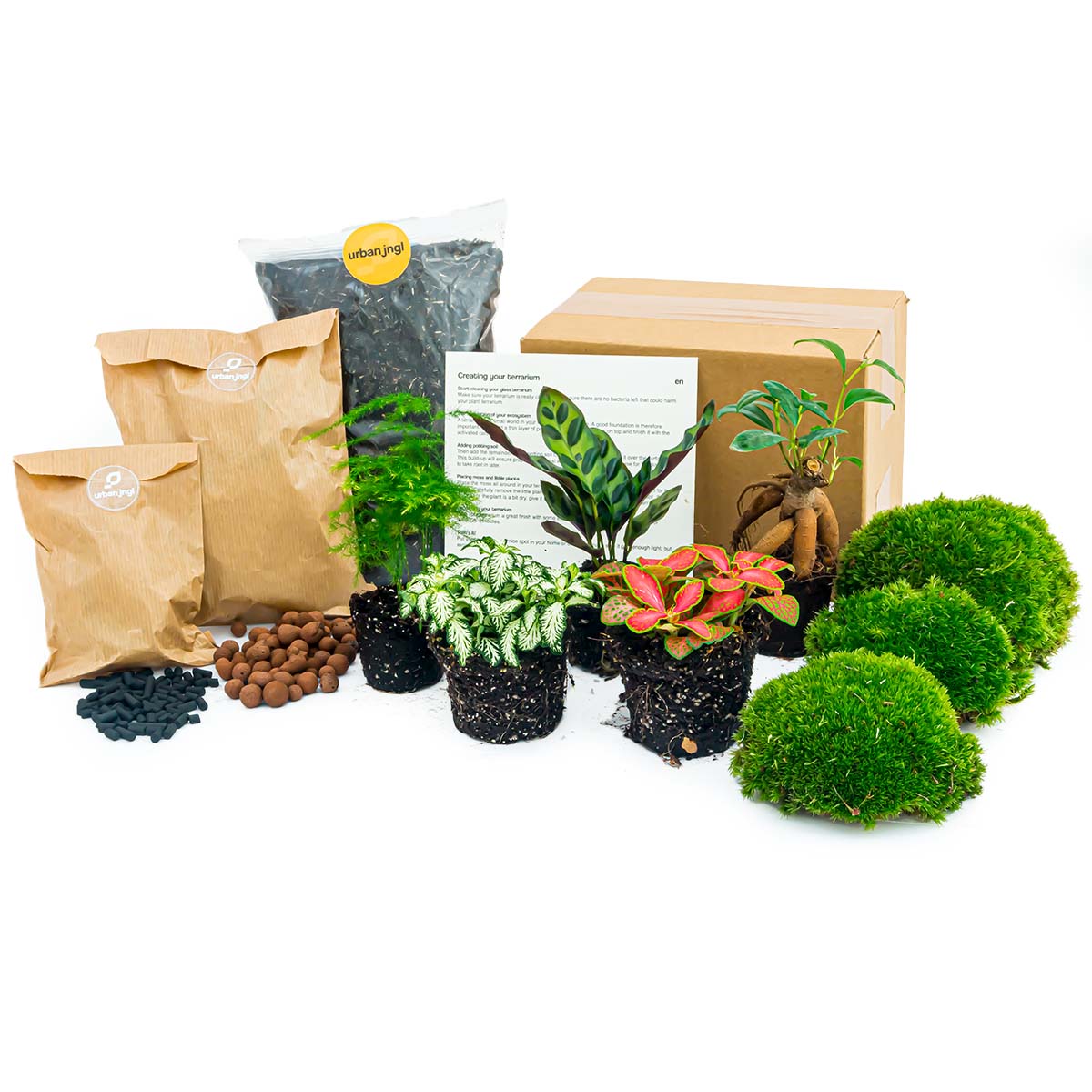 Plant terrarium package - 5 terrarium plants - Refill & Starter package - DIY Terrarium kit