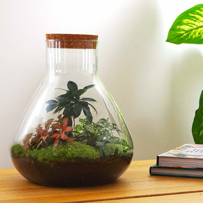 Small glass terrarium with bonsai plant from Florazo NL, showcasing a DIY kit with greenery and decorative elements inside.
