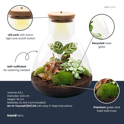 Sam Calathea - Terrarium with light - Bottle garden DIY kit - Ø 24.5 cm ↑ 30 cm