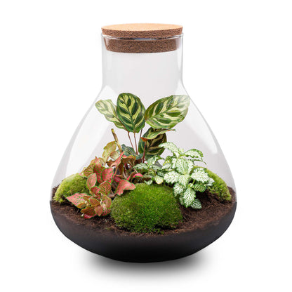 Red glass terrarium DIY kit by Florazo NL featuring plants and accessories for creating a custom indoor terrarium.